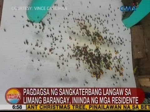 UB: Pagdagsa ng sangkaterbang langaw sa 5 barangay sa CamSur, iniinda ng mga residente