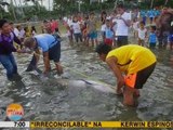 UB: Sugatan dolphin, napadpad sa dalampasigan sa Sorsogon