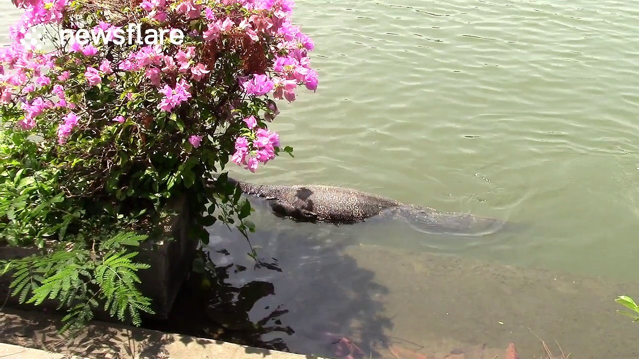 Huge monitor lizard approaches tourists in Bangkok, Thiailand