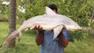 Cooking a 40 Pound Shark in My Village - Cooking a Shark in the Traditional Way