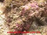 Puerto Vallarta Scuba Diving Video with Pacific Scuba