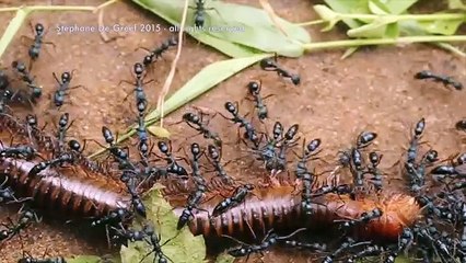 100 Gram Ağırlığındaki 6 Robot 2 Tonluk Aracı Çekmeyi Başardı