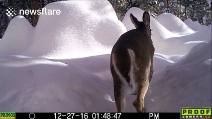 Whitetail doe ploughs through snow in Idaho