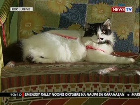 SONA: Pagnanakaw at pagpapatubos sa mga alagang hayop na may breed, nauusong modus, ayon sa PNP
