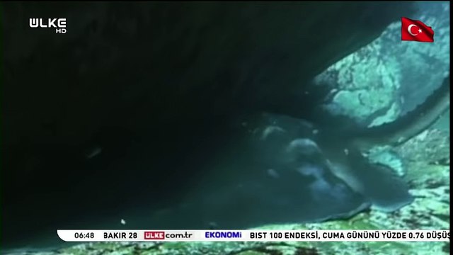 Katil Balina Büyük Beyaz Köpek balığını avlıyor - g.r.d.n