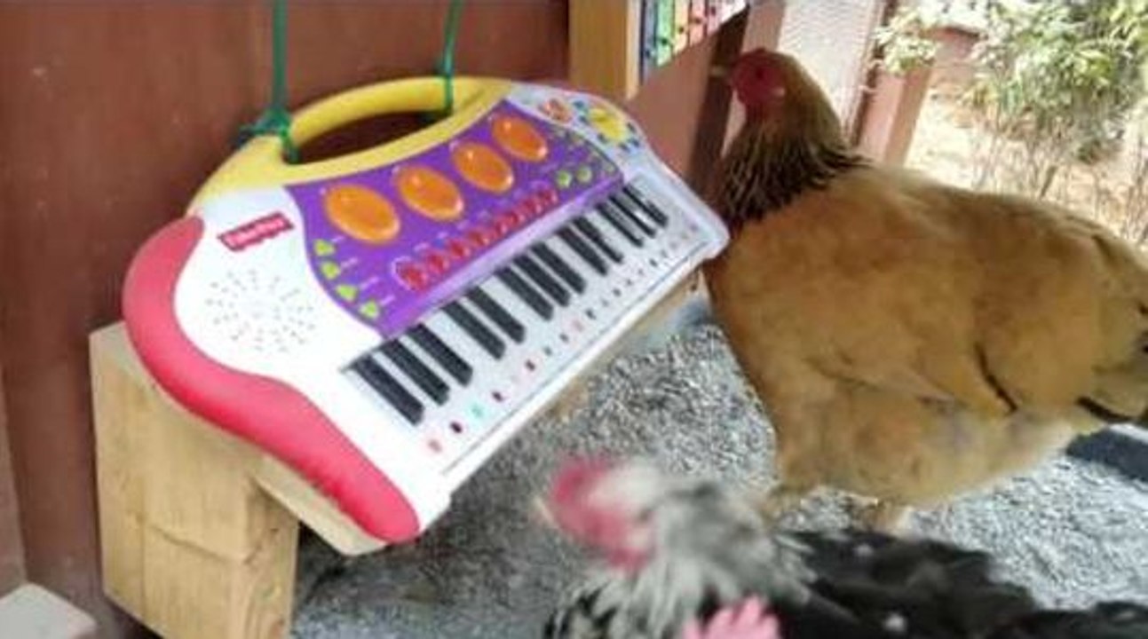 Des poules qui jouent de la musique !