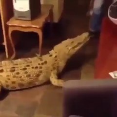 evde timsah beslemek