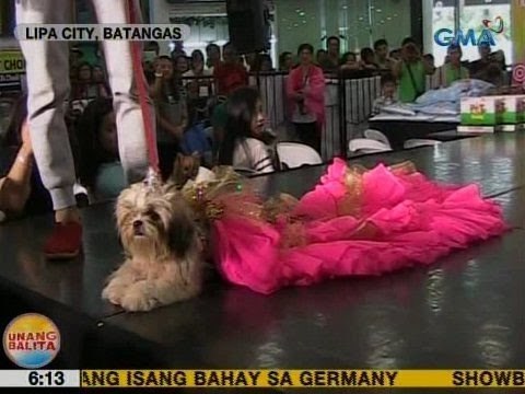 UB: Mga aso't pusa, rumampa sa pet fashion show sa Lipa City, Batangas
