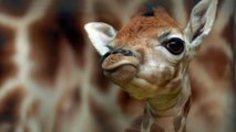 Naissance d'un bébé girafe de Rothschild dans un zoo anglais