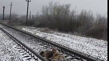 Regardez comment cette chienne parvient à sauver son amie d’une mort certaine !