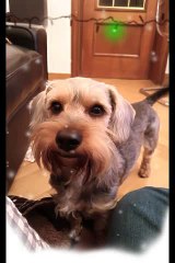 Sugus felicita el Año Nuevo con My Talking Pet