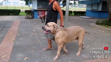 Animal Thug Life Compilation #15