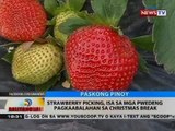 Strawberry picking, isa sa mga pwedeng pagkaabalahan sa Christmas break