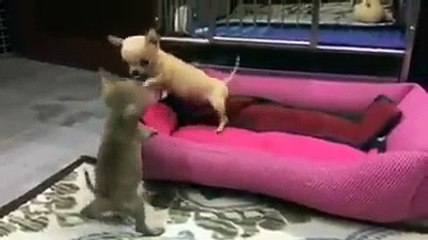 sevimli finoların oyunu