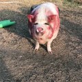 Pig scratches herself all over wet paint
