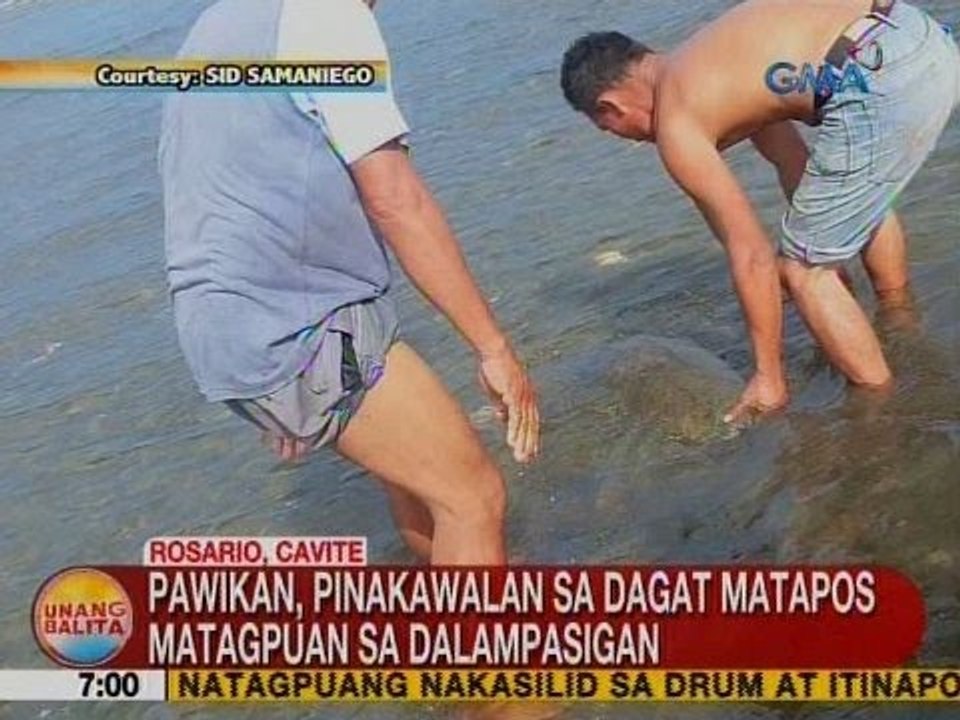 UB: Pawikan, pinakawalan sa dagat matapos matagpuan sa dalampasigan sa Cavite