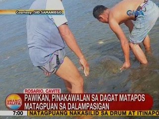 UB: Pawikan, pinakawalan sa dagat matapos matagpuan sa dalampasigan sa Cavite