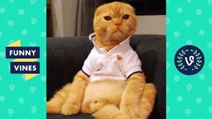 Funniest GIFs with Sound Compilation 2017 Funny Videos