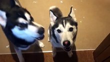 Grondés par leur maître, ces deux huskies se disputent. Vous allez avoir du mal à y croire !