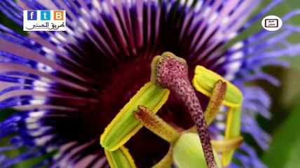 لايضيع عليك لسانك حسناتك~ الشيخ محمد العريفي.