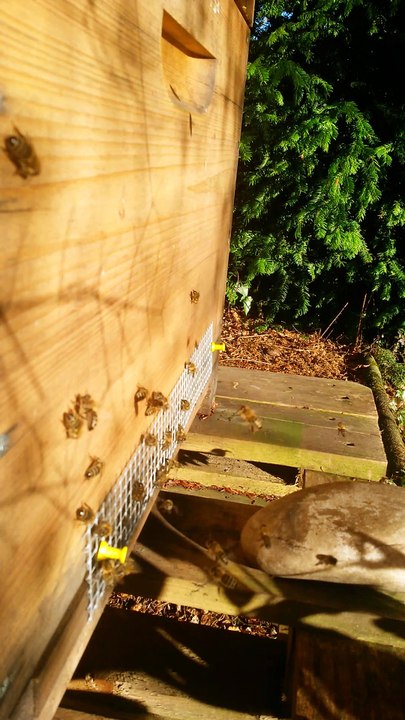 Bienenflug im Dezember 2016