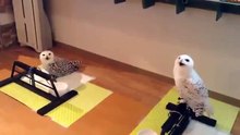 Le rire de cette chouette est vraiment hilarant !