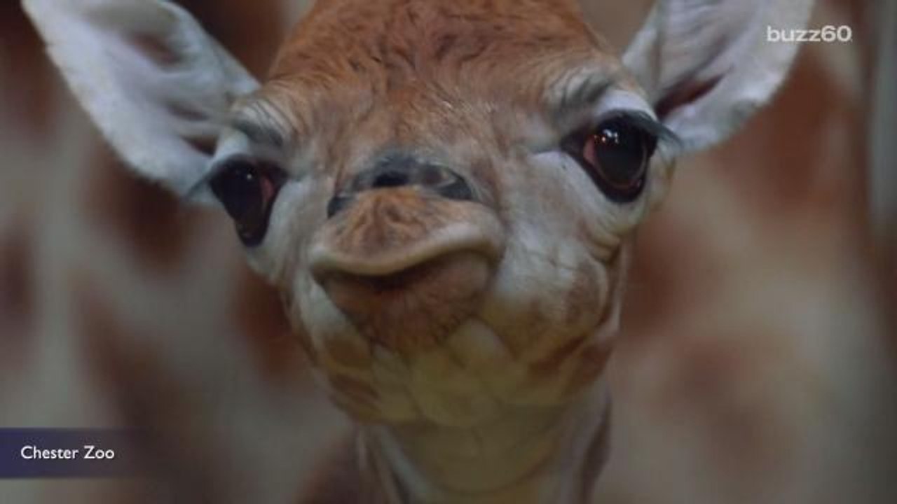 Rare Baby Giraffe Born at UK Zoo Is Too Cute for Words