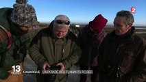 Camargue : la parade des flamants roses