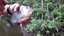 Le piranha, le poisson à la mâchoire puissante