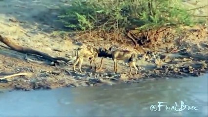 Crocodiles vs Wild Dogs - Wild Animal Attack