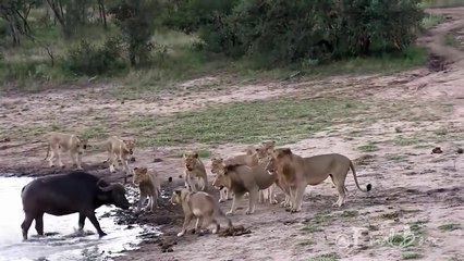 Incredible !!! Buffalo's Miracle Escape From Lions