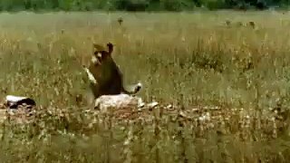 Lion Vs Man Funny Videos 2016-Must Watch Funny Moments Videos