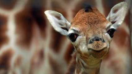 Naissance d'un bébé girafe de Rothschild dans un zoo anglais