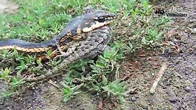 ÖLÜM DÜELLOSU Ölümcül Yılan Saldırıları ★ Piton Kaplan Boğuyor ★ Anakonda Giant anaconda attacks