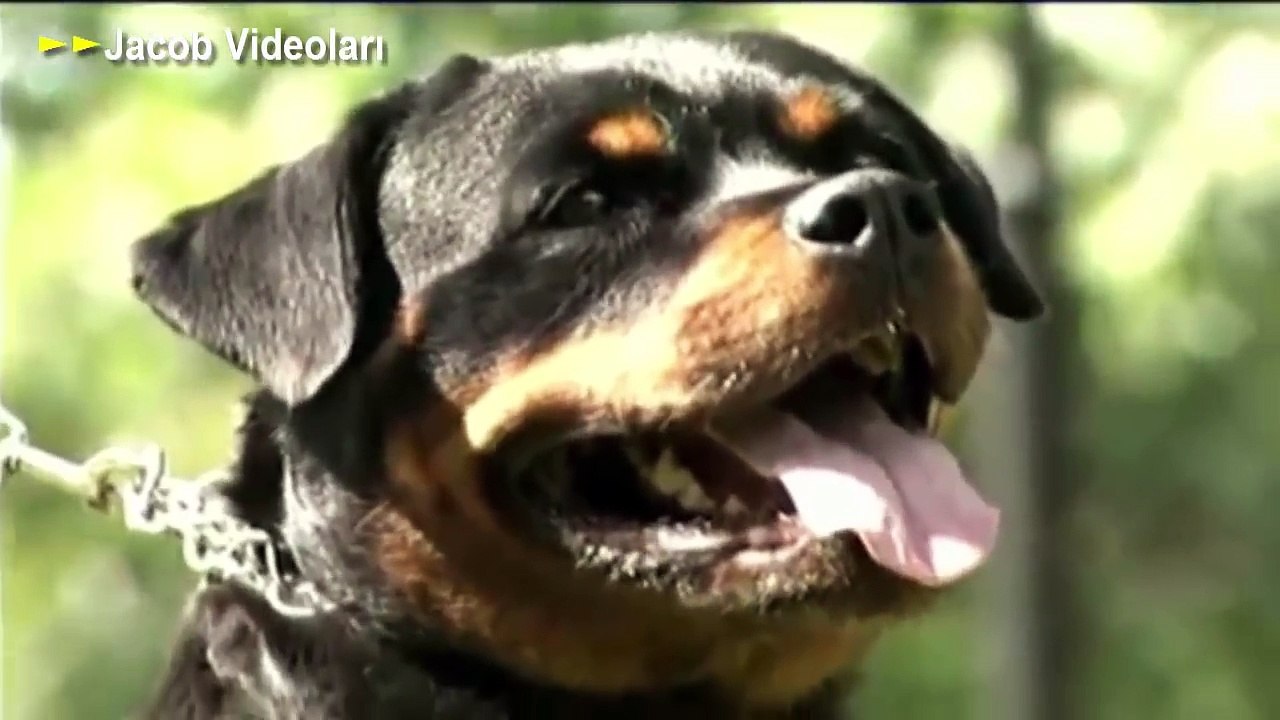 ROTTWEİLER mı LEOPAR mı ►► Köpek Dövüşleri Kavgası Saldırıları Hakkında Leopard Attacks Wild Boar