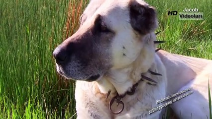 KANGAL KURT BOĞABİLİR Mİ ►► Kangal Kurt Boğuşması Boğuşu Kapışması Dövüşü Kavgası Hakkında 2016