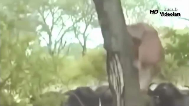 KRALIN ÖLÜMÜ Aslanları İnfaz Eden Bufalolar ★ Vahşi Hayvan Kavgaları ★ Bufalo Aslanı Öldürüyor !