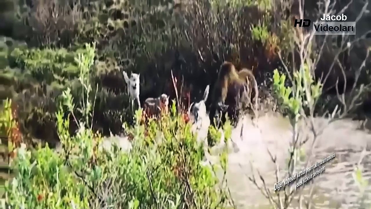 Kurdun Ölümcül Tuzağı [ KURT KAPANI ] ►► Kurdun Köpek Dövüşü Boğuşu Taktiği Saldırıları Kurt Uluması