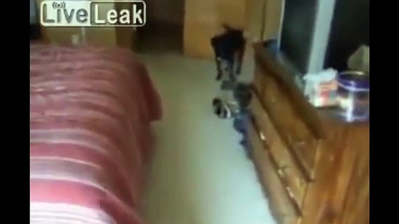 Ces chiens deviennent complètement ingérables à l'heure du bain !