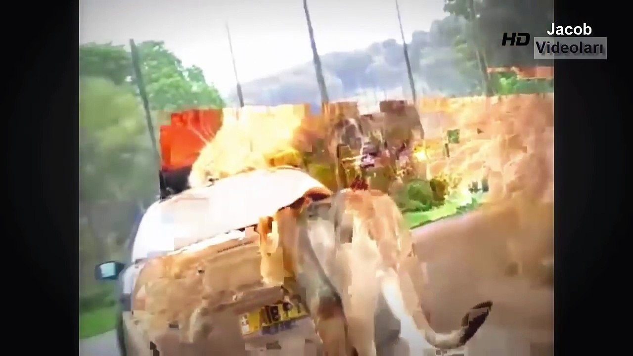 ASLAN ÇETELERİ ARAÇLARIN YOLUNU KESİYOR ►► Aslan Saldırıları Aslanlar Arabalara Saldırıyor YENİ