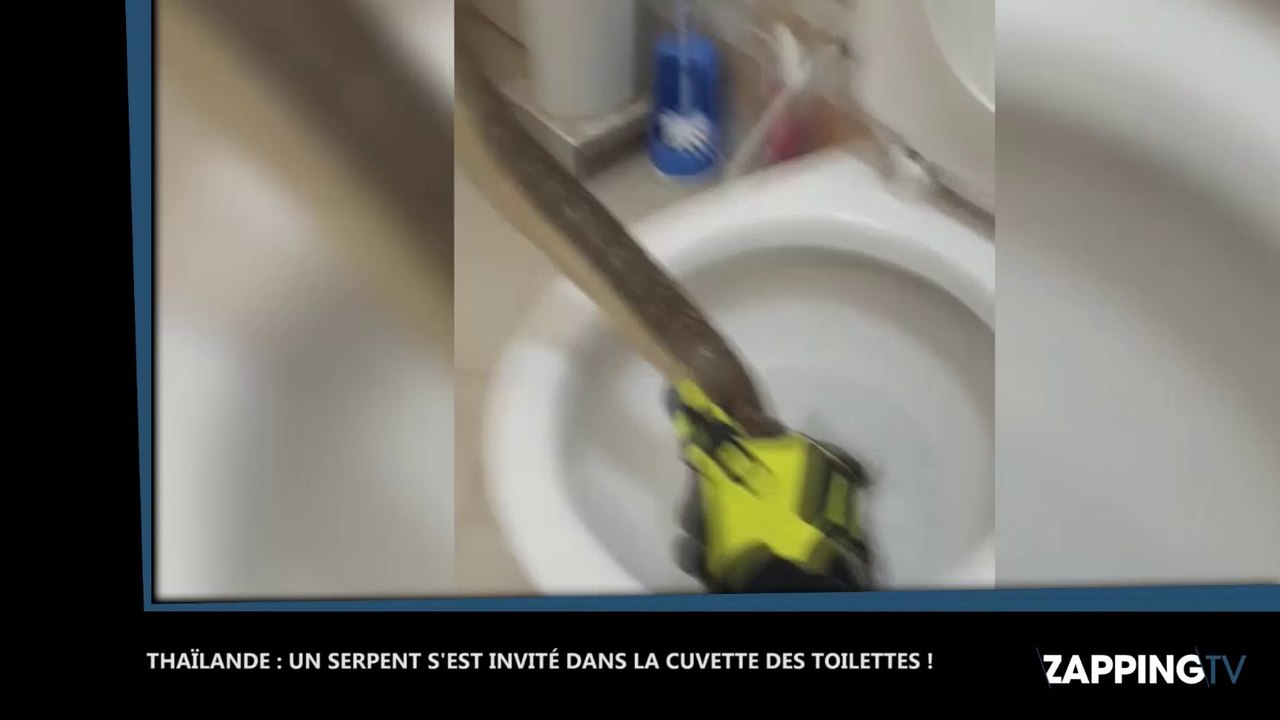 Thaïlande : Un énorme serpent sort des toilettes !