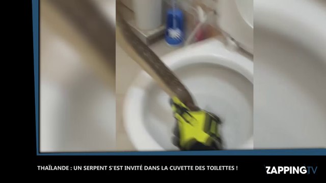 Thaïlande : Un énorme serpent sort des toilettes !