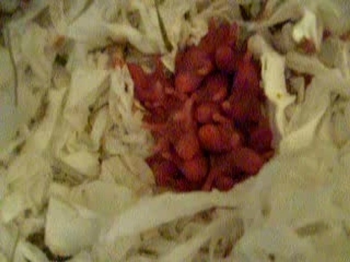 ⁣Bébé-Hamsters