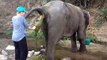 Aider un éléphant qui souffre d'une occlusion intestinale ! Crade...