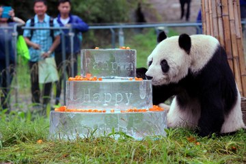 Pan Pan, le plus vieux panda mâle du monde, est mort à l'âge de 31 ans (LEXPRESS.fr)