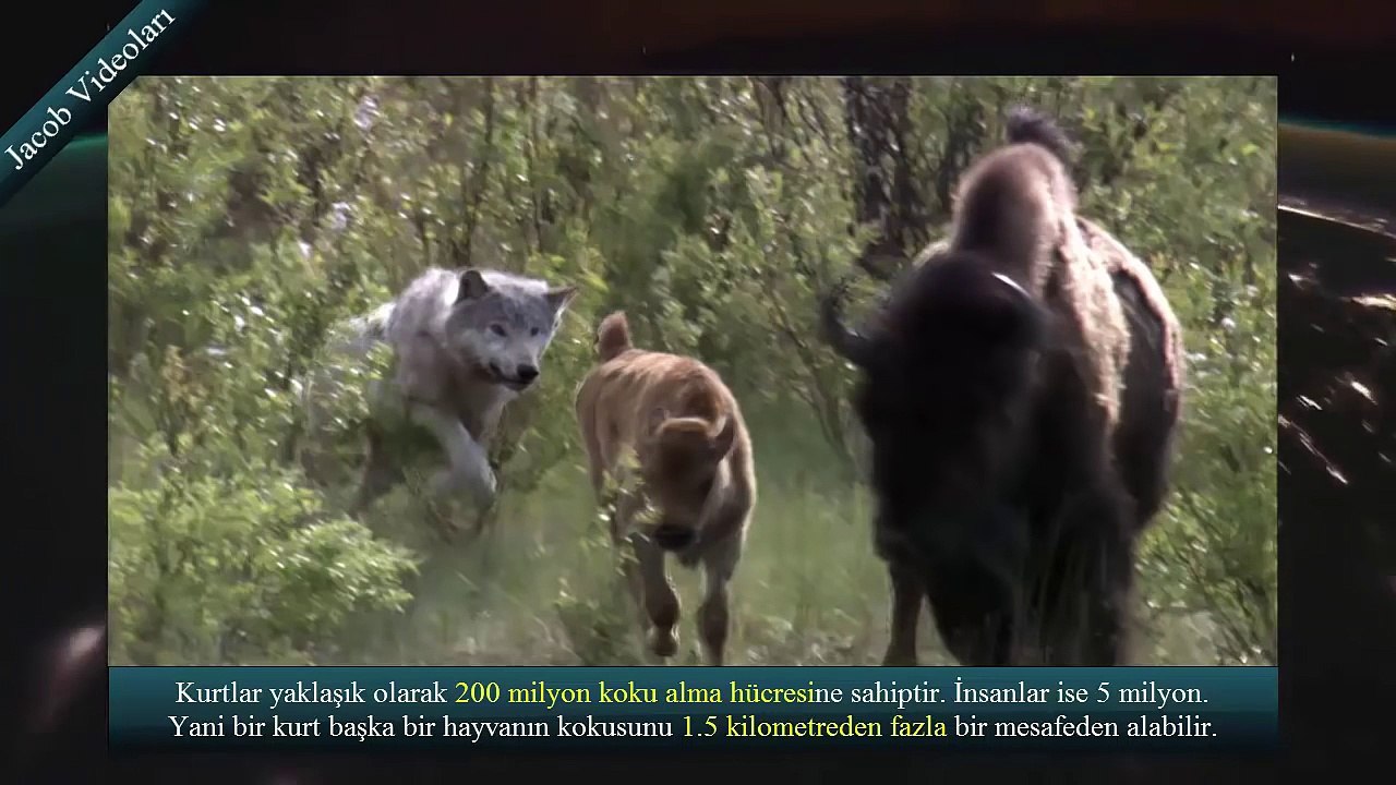 KRAL KİM    Kangal mı Kurt mu ►► Dünyanın En Güçlü Köpekleri ► Kurtboğan Kangallar