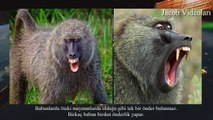 PİTBULL vs BABOON About Facts !!! ►► Baboon attacks Lion ► Pitbull Babun kavgasını kim kazanır