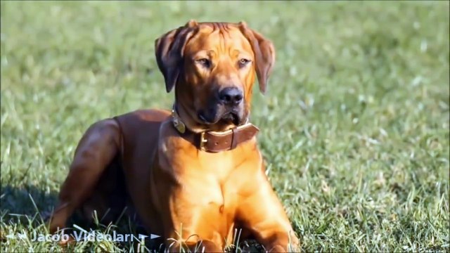 SÜPER GÜÇLER En Güçlü Köpek Irkları ►► Kangal, Pitbull, Dogo Arjantin, Kafkas Çoban Köpeği