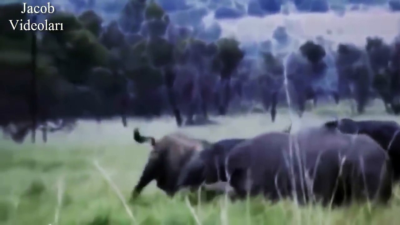 ÜSTÜNLÜK SAVAŞLARI   Gergedan Bufaloya Karşı ►► Vahşi Hayvan Dövüşleri, Ölüm Kavgaları