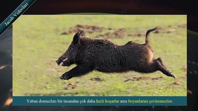 SÜPER GÜÇLER Kafkas Çoban Köpeği vs Yaban Domuzu ► Sizce Hangisi Daha Güçlü